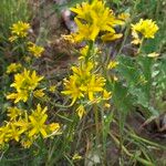 Sisymbrella aspera Blomma