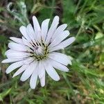 Tragopogon pterodes