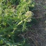 Achillea nobilisFeuille