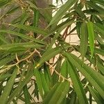 Ficus spp. Lehti