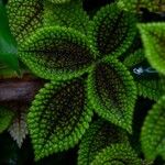 Pilea involucrata Кветка