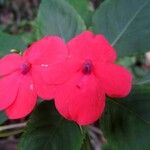 Impatiens walleriana Flower