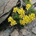 Draba aizoides Агульны выгляд