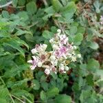 Rubus ulmifoliusLeaf