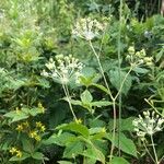 Aralia hispida Flor