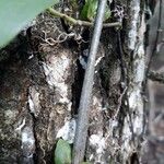 Bignonia capreolata چھال
