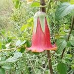 Canarina abyssinica