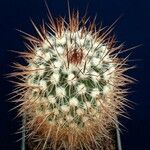 Stenocactus vaupelianus Агульны выгляд