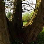 Metasequoia glyptostroboides Corteza