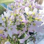 Cardamine pratensis Flower