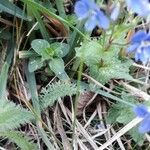 Veronica chamaedrys Leaf