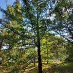 Torreya californica Hábitos