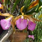 Cattleya bicolor Virág