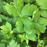 Geranium versicolor Deilen