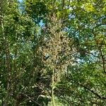 Lactuca biennis Fleur