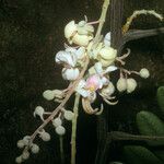 Cassia grandis Квітка