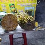 Artocarpus integer Fruit