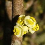 Pera arborea Flower