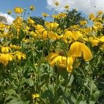 Rudbeckia nitida 花