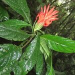 Aphelandra tridentata Leaf