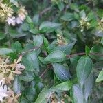 Abelia chinensis برگ