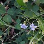 Bacopa monnieri Flower