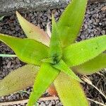 Aloe imalotensis Hoja