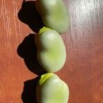 Vicia faba Fruit