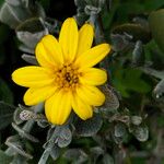 Osteospermum incanum ᱵᱟᱦᱟ