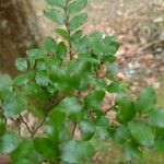 Nothofagus solandri Folha