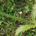 Verbena brasiliensis পাতা