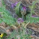 Oxytropis halleri