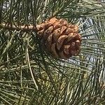 Pinus bungeana Плід