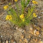 Helenium amarum Habitat