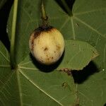 Jatropha curcas Frukt