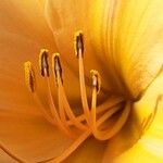 Hemerocallis lilioasphodelus Fleur