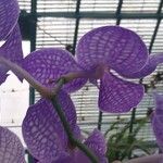 Vanda coerulea Λουλούδι