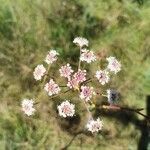 Seseli annuum Blüte
