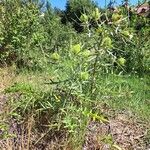 Cirsium ferox Habit