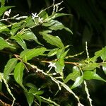 Gonzalagunia osaensis