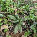 Ajuga iva List