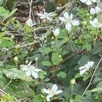 Rubus trivialis Blad