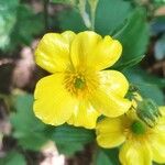 Ranunculus cortusifolius 花