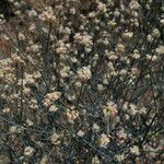 Eriogonum nudum Habitat