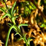 Salsola australis Fuelha