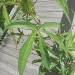 Hibiscus coccineus Leaf