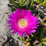 Carpobrotus acinaciformisപുഷ്പം