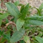 Silene noctiflora Levél