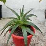 Dyckia brevifolia Лист