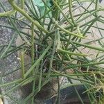 Euphorbia tirucalli Rhisgl
